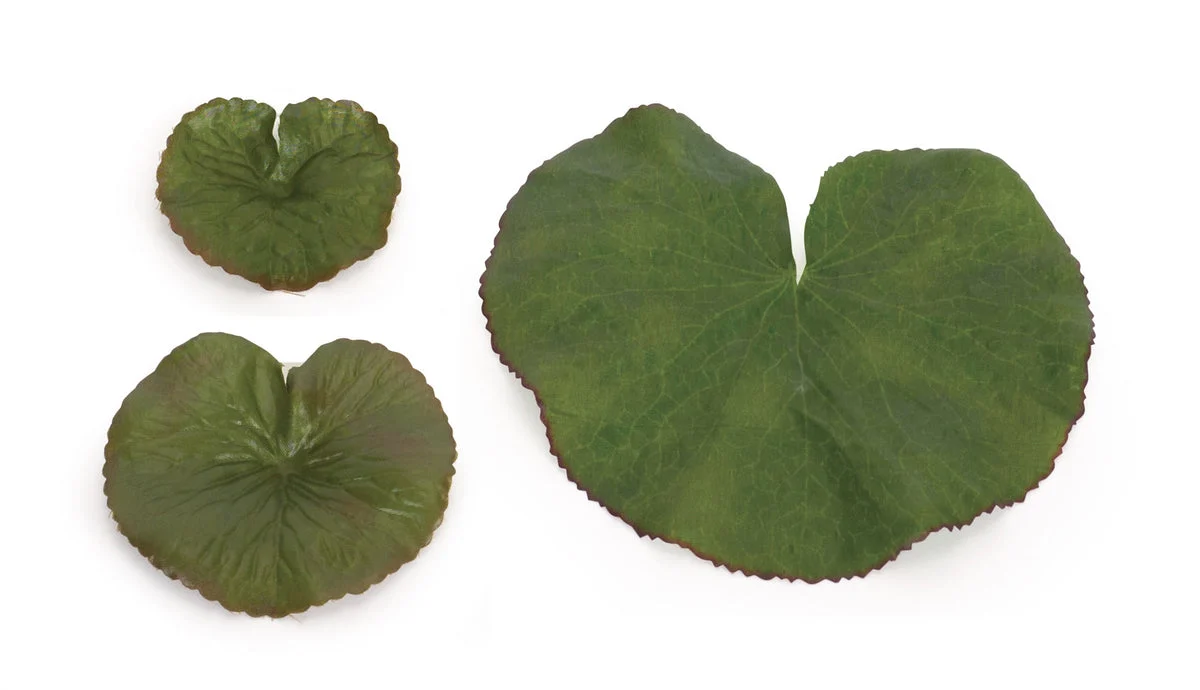 Leaf Filler Bag Set Assorted Green – 12 Count by Melrose